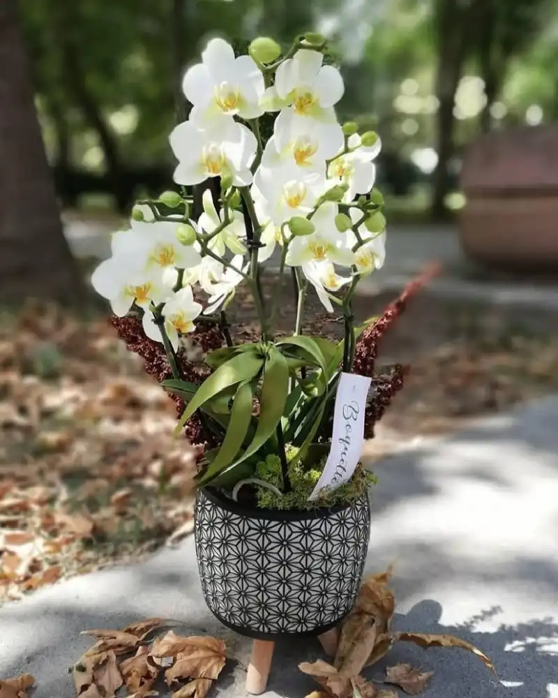 5 Dal Beyaz Phalaenopsis Orkide