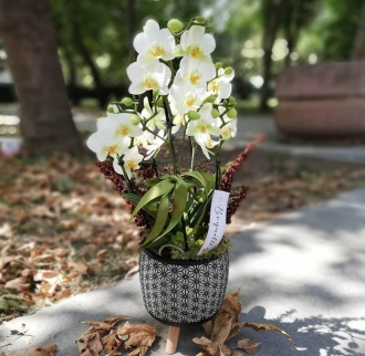 5 Dal Beyaz Phalaenopsis Orkide